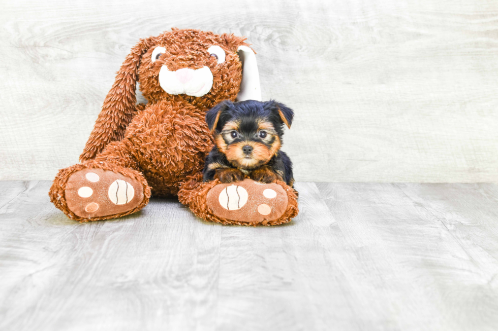 Meet Capone - our Yorkshire Terrier Puppy Photo 