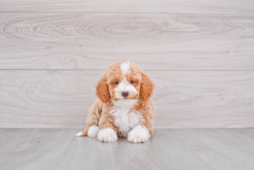 Small Mini Goldendoodle Baby