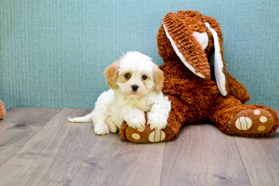 Cavachon Pup Being Cute