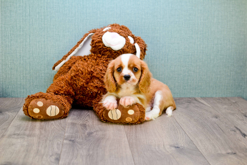 Petite Cavalier King Charles Spaniel Purebred Puppy