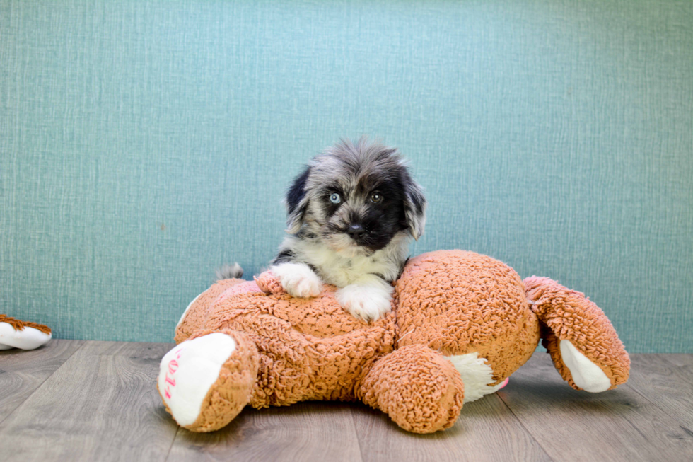 Shorkie Puppy for Adoption