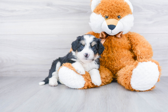 Playful Mini Berniedoodle Poodle Mix Puppy