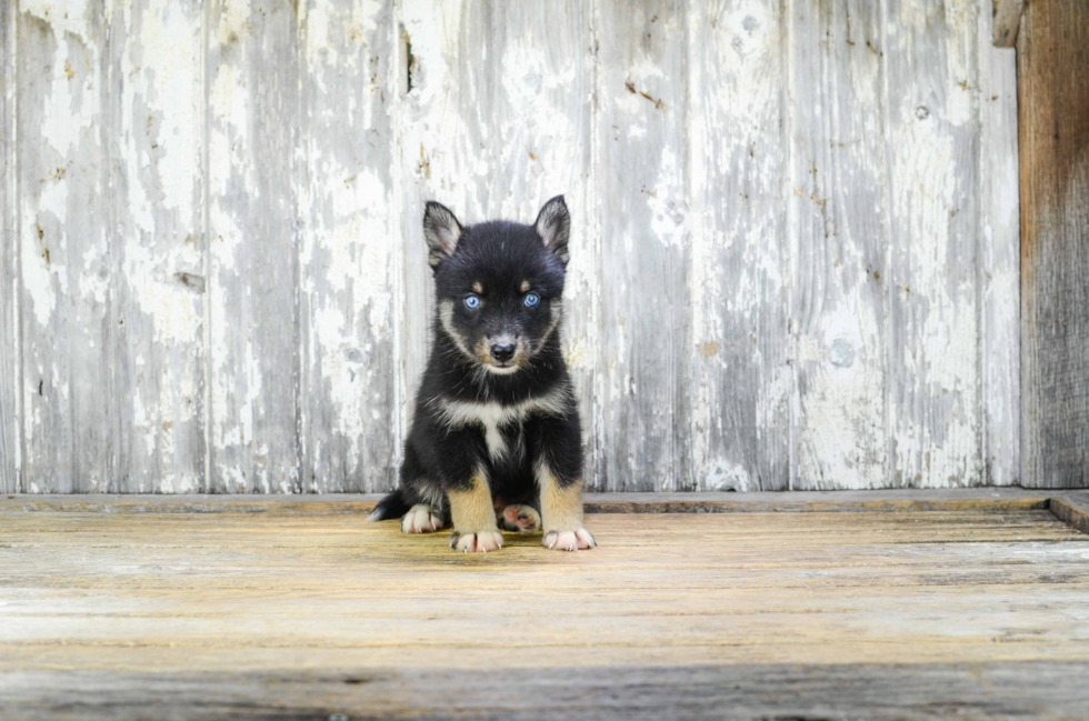 Little Mini Husky Designer Puppy