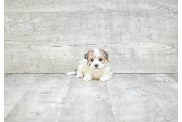 Best Havanese Baby