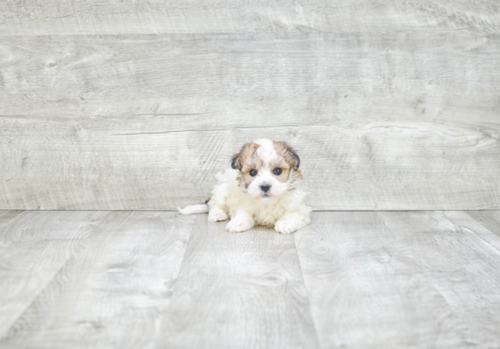 Best Havanese Baby