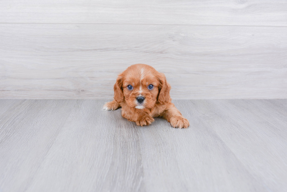 Small Cavalier King Charles Spaniel Purebred Pup