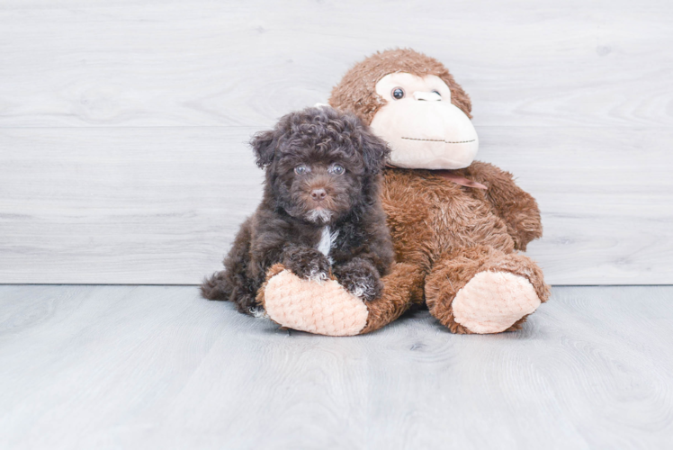 Hypoallergenic Havanese Purebred Pup