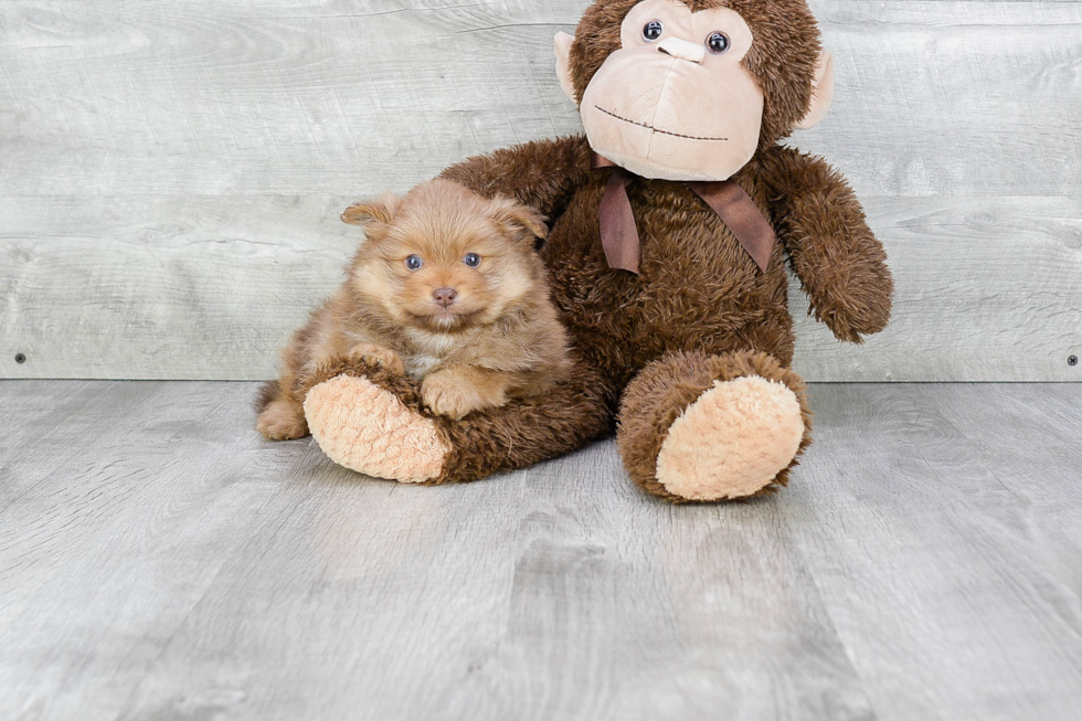 Hypoallergenic Pomeranian Purebred Pup