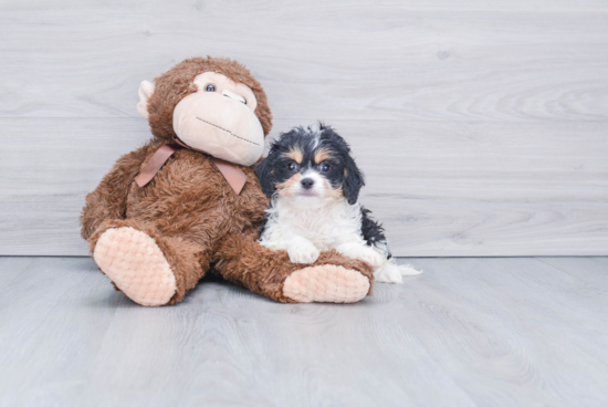 Sweet Cavachon Baby