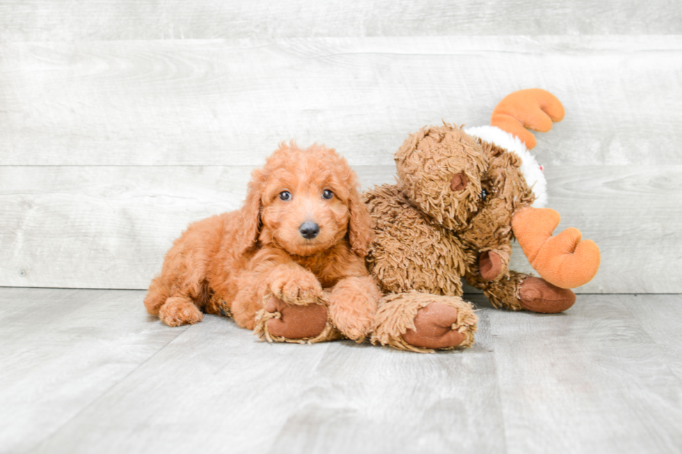 Best Mini Goldendoodle Baby