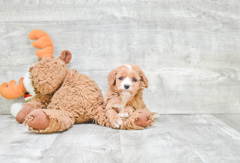 Cavapoo Puppy for Adoption