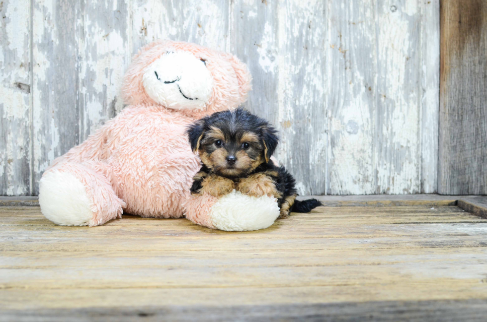 Little Yorkie Designer Puppy