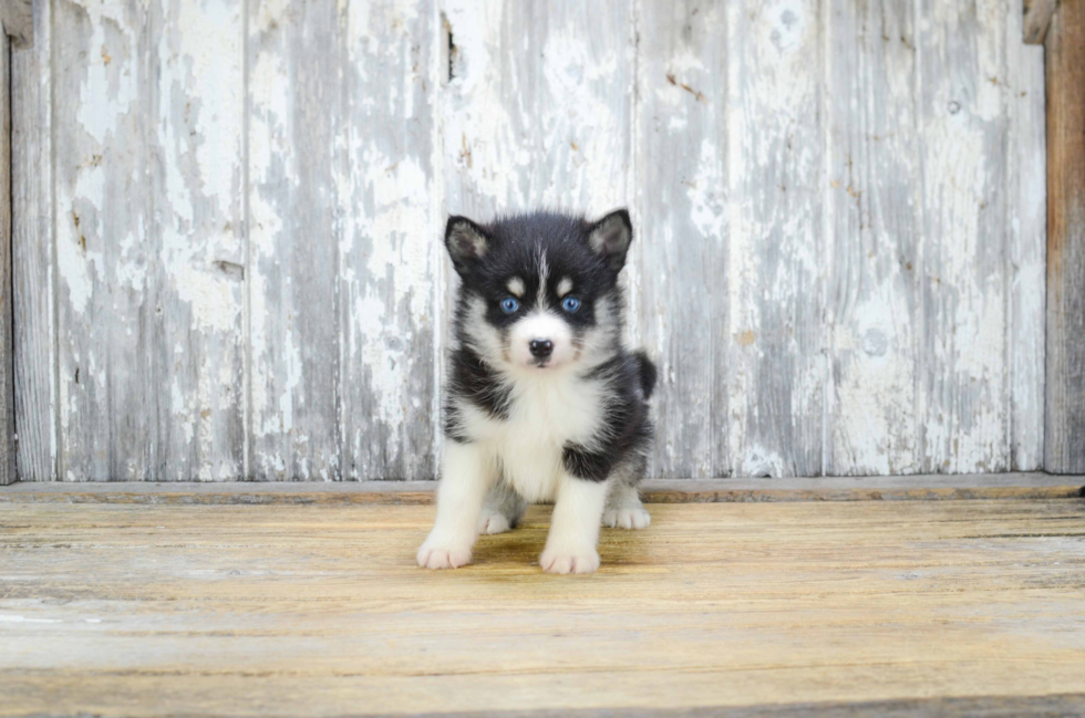 Cute Pomsky Baby