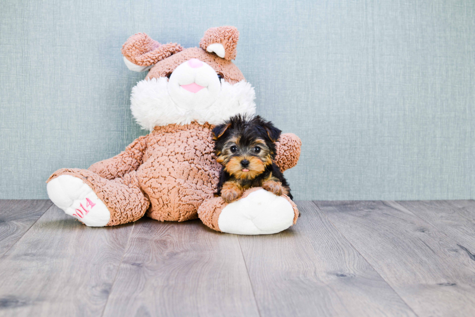 Meet Goldie - our Yorkshire Terrier Puppy Photo 