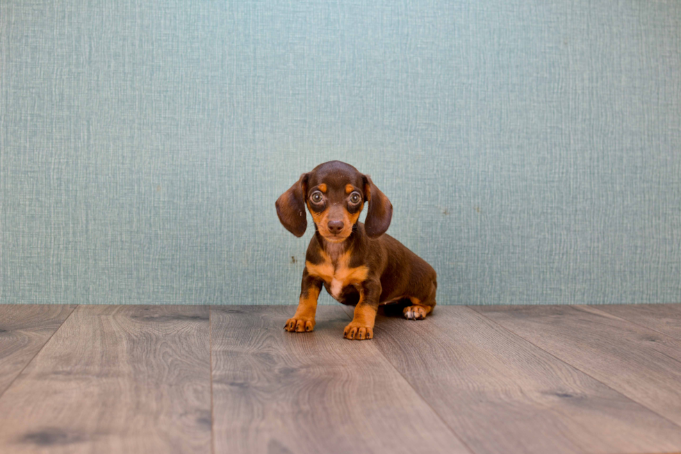 Cute Dachshund Baby