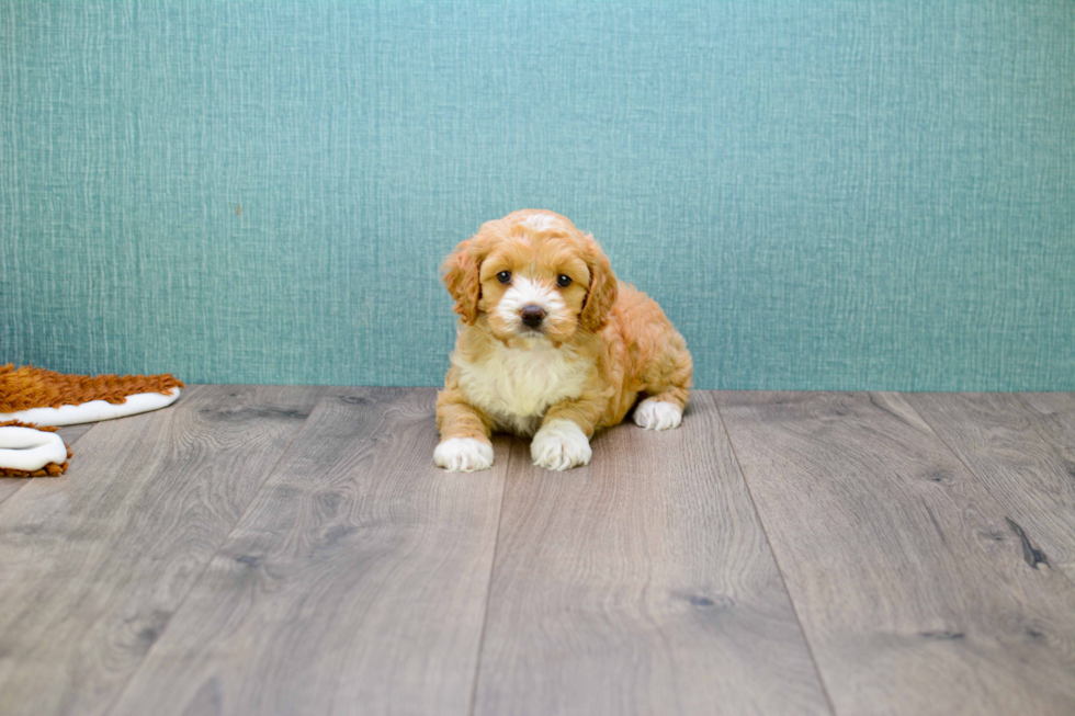 Cavapoo Puppy for Adoption