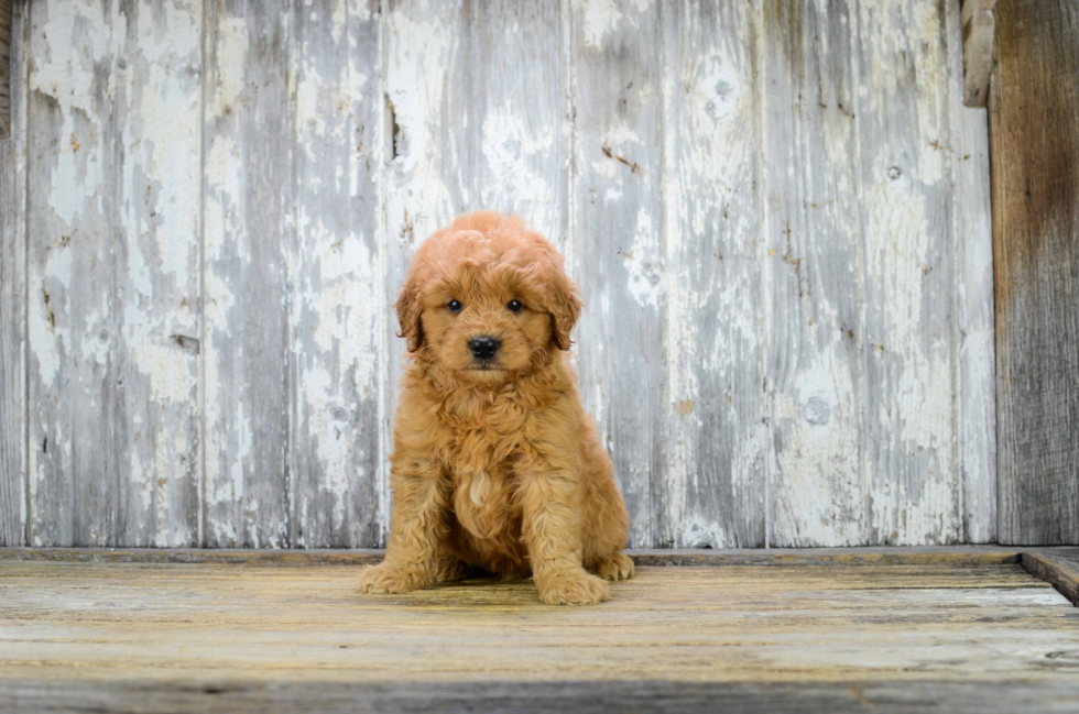 Funny Mini Goldendoodle Poodle Mix Pup