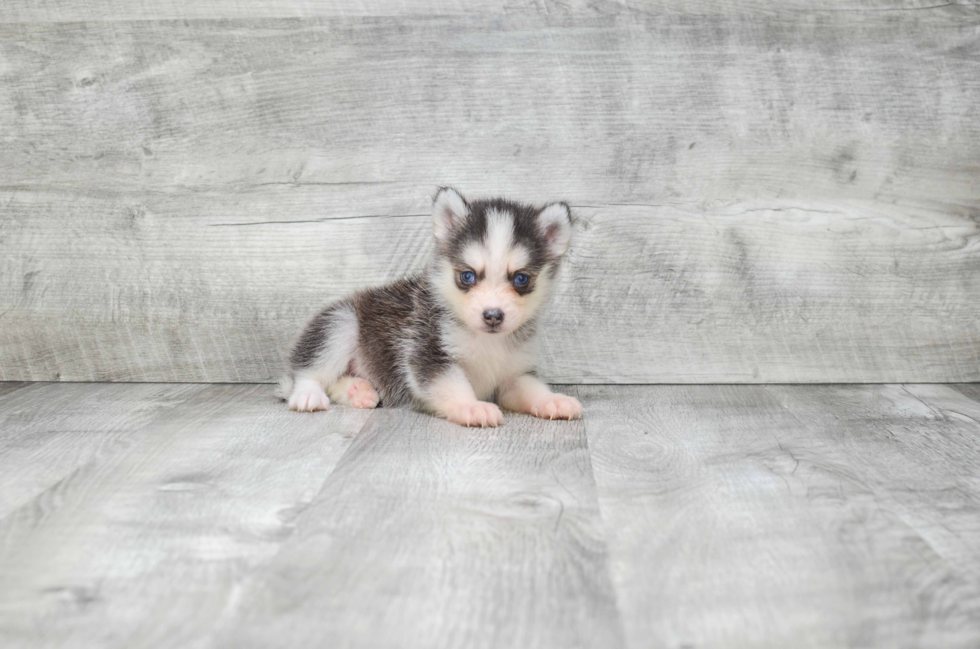 Little Mini Husky Designer Puppy