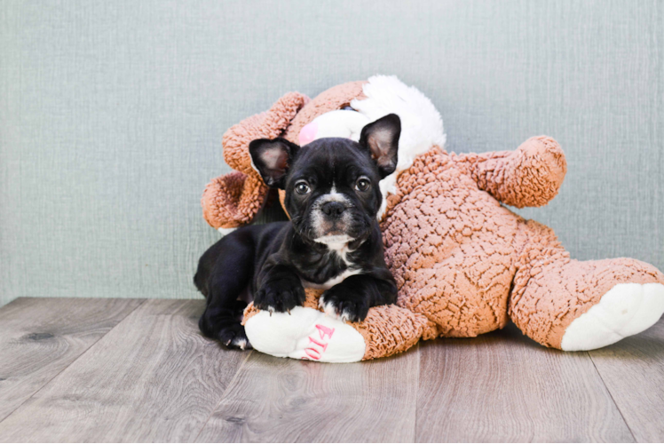 Cute Frenchie Purebred Puppy