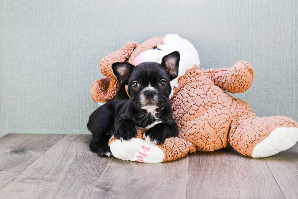 Cute Frenchie Purebred Puppy