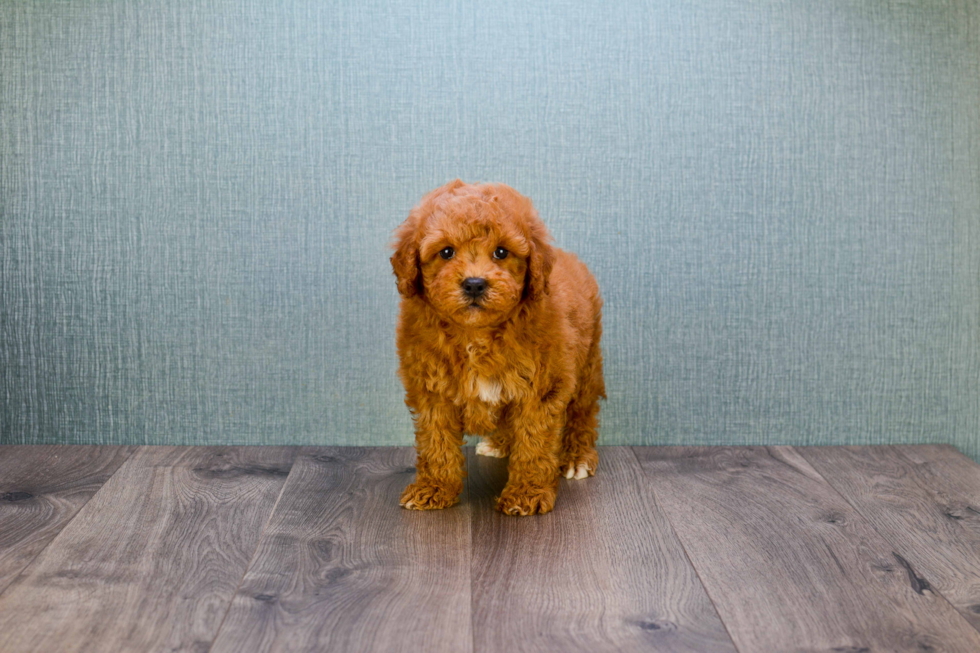 Mini Goldendoodle Puppy for Adoption