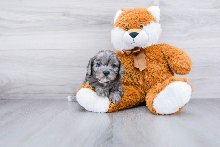 Cavapoo Puppy for Adoption