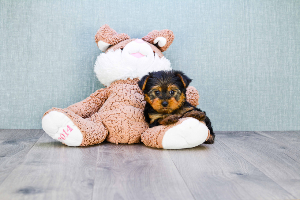 Meet Jeremy - our Yorkshire Terrier Puppy Photo 