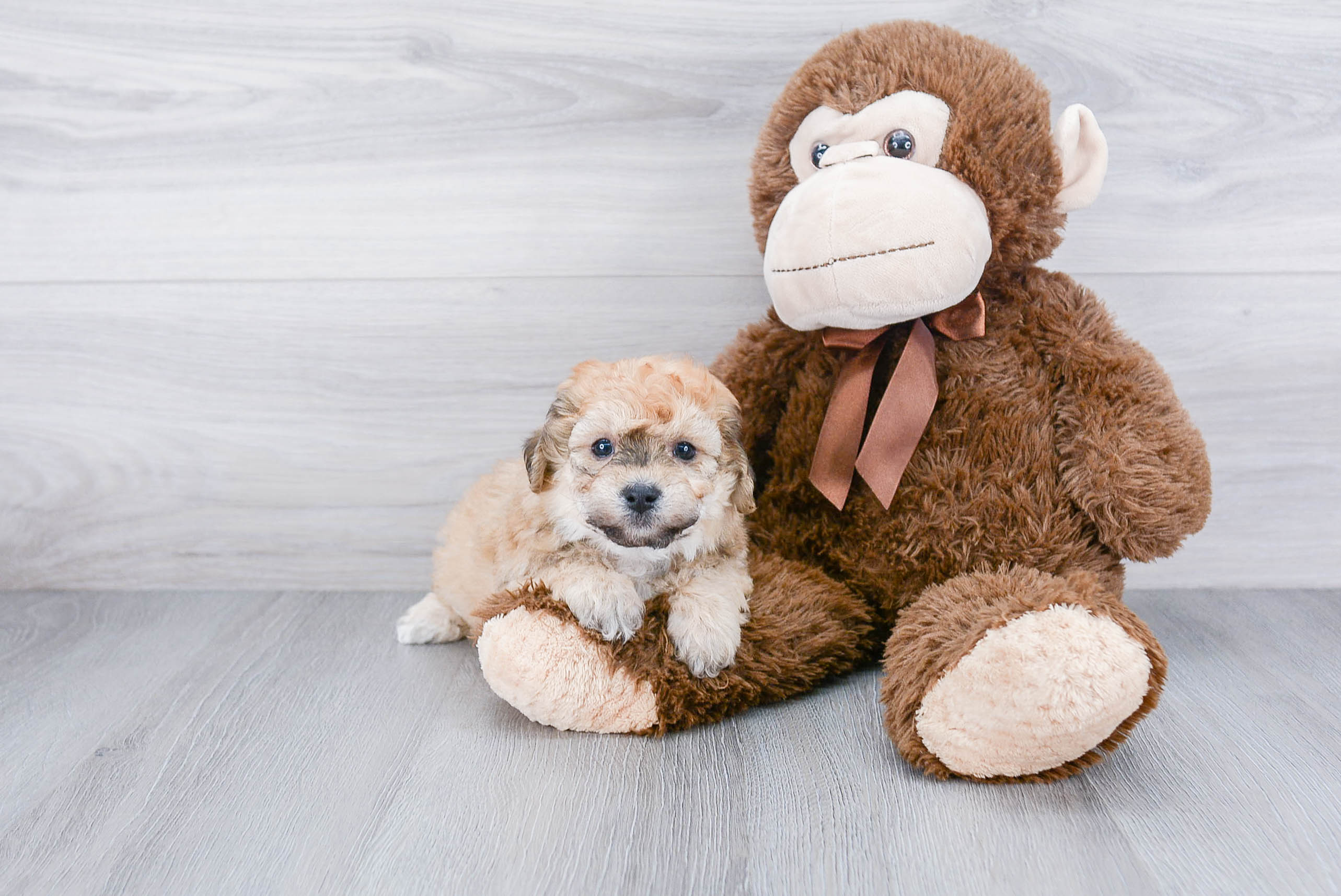Friendly Maltipoo Baby