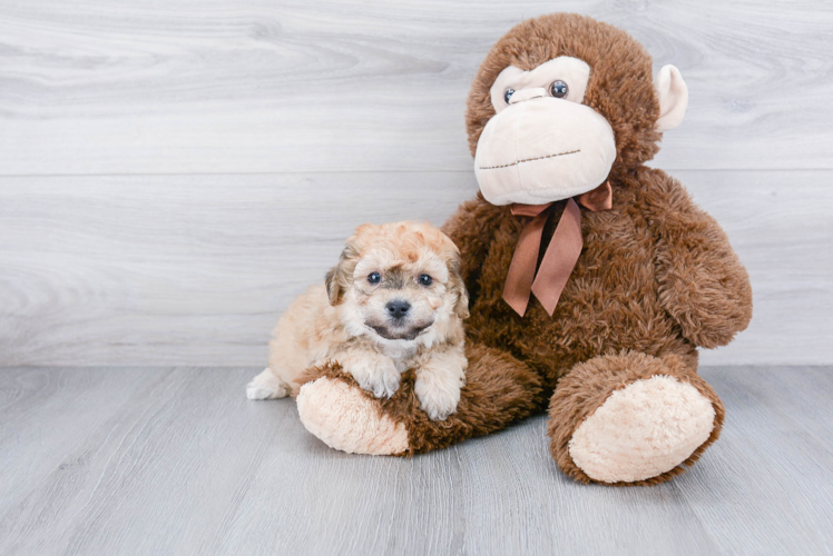 Friendly Maltipoo Baby