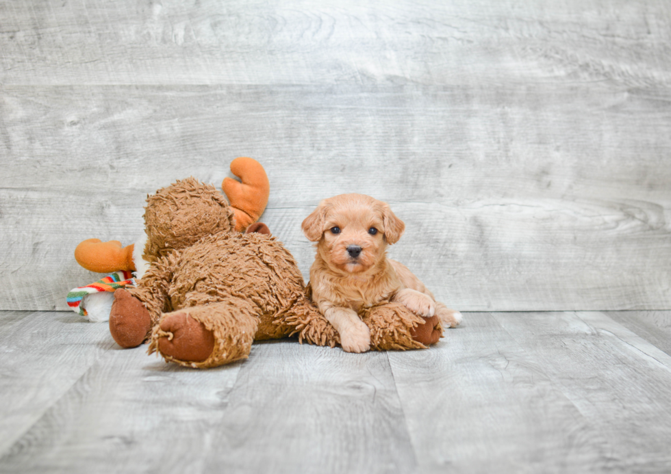 Happy Cavapoo Baby