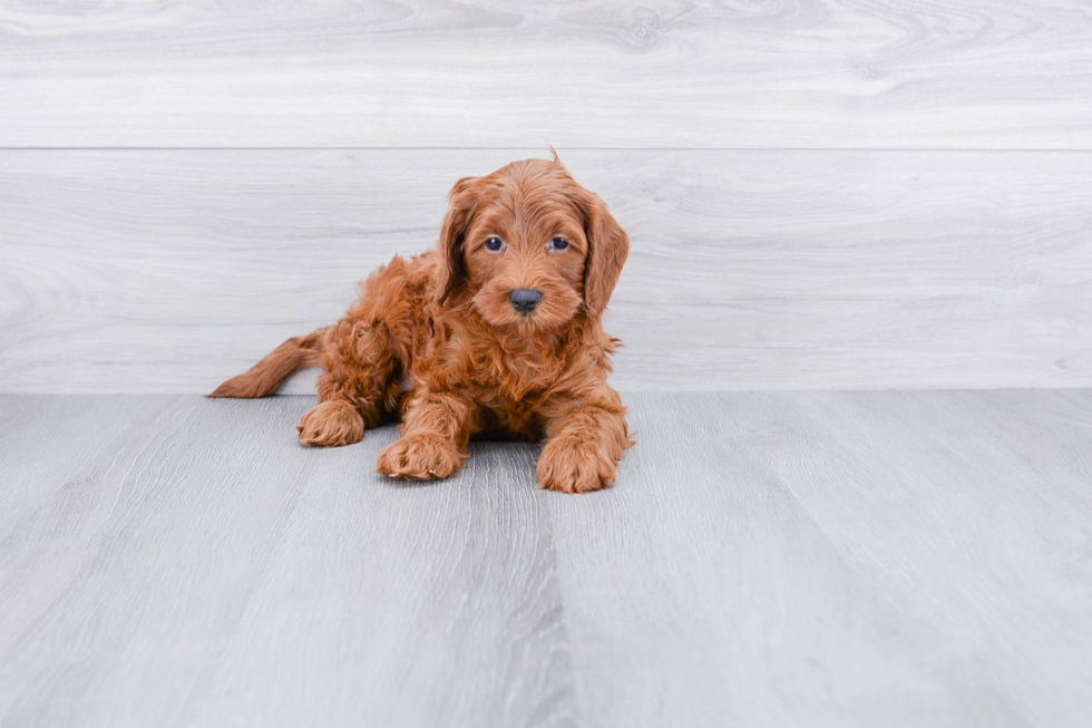 Cockapoo Pup Being Cute