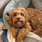 Cavapoo Being Cute