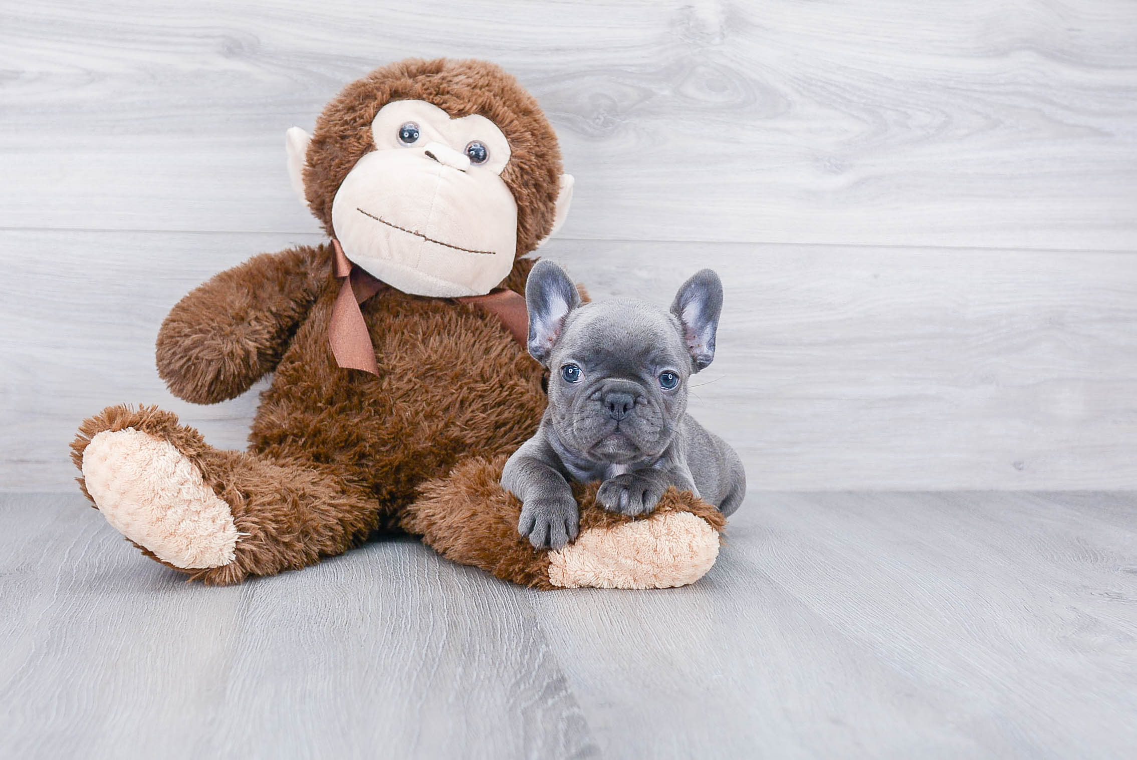 Friendly French Bulldog Baby