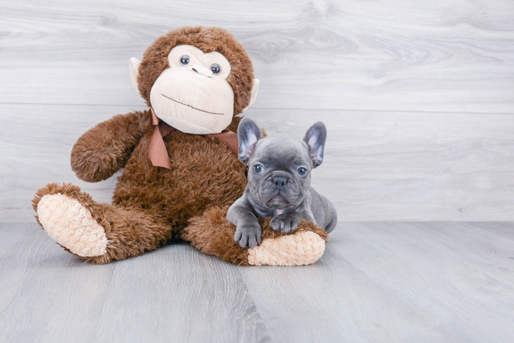 Friendly French Bulldog Baby