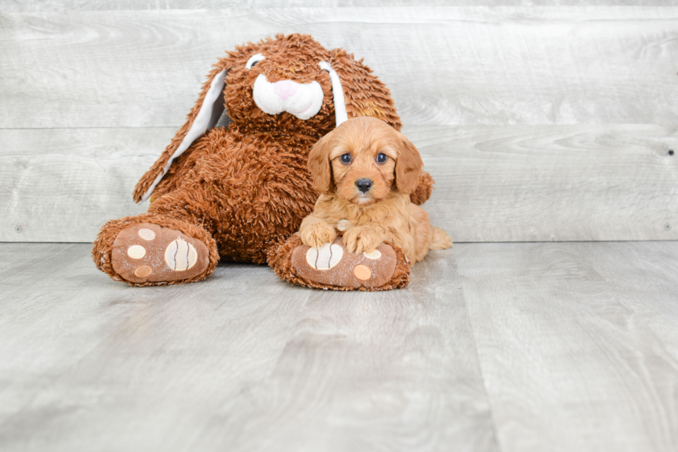 Cute Cavapoo Baby