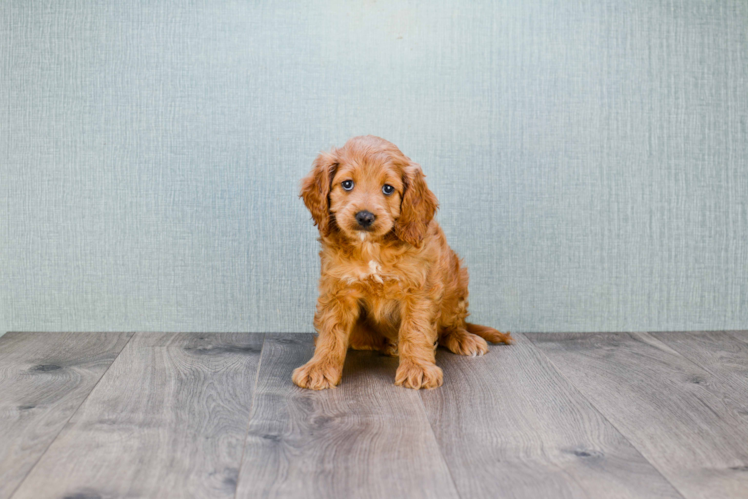 Mini Goldendoodle Pup Being Cute