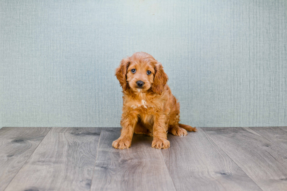 Mini Goldendoodle Pup Being Cute