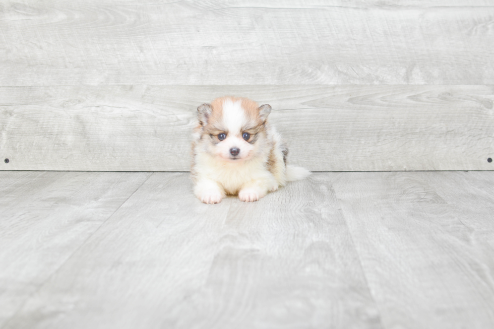 Pomeranian Pup Being Cute