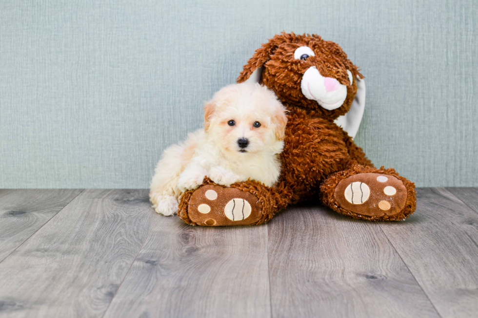 Maltipoo Puppy for Adoption