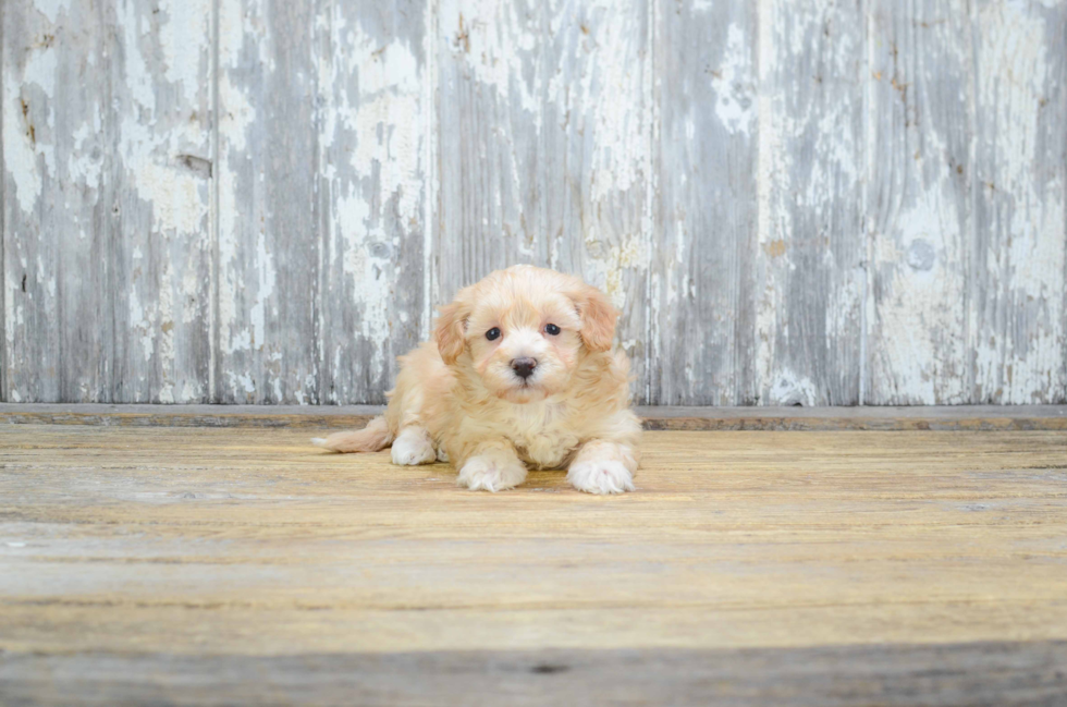 Maltipoo Pup Being Cute