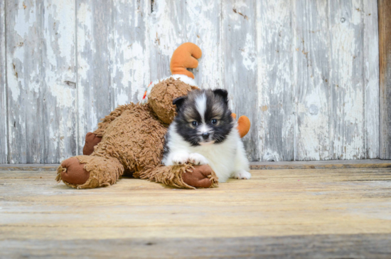 Pomeranian Pup Being Cute