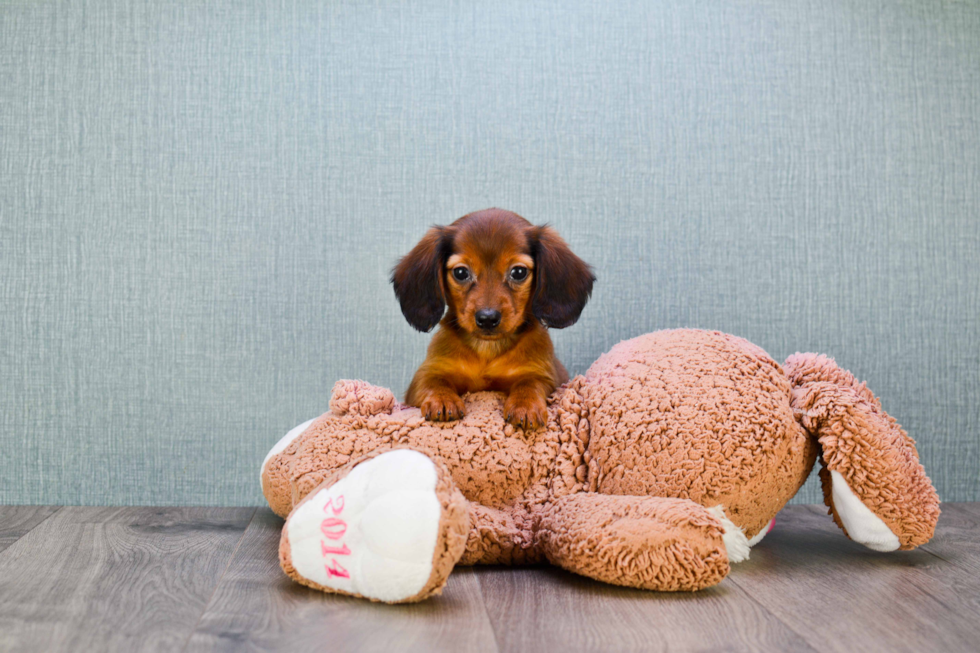 Cute Dachshund Purebred Pup