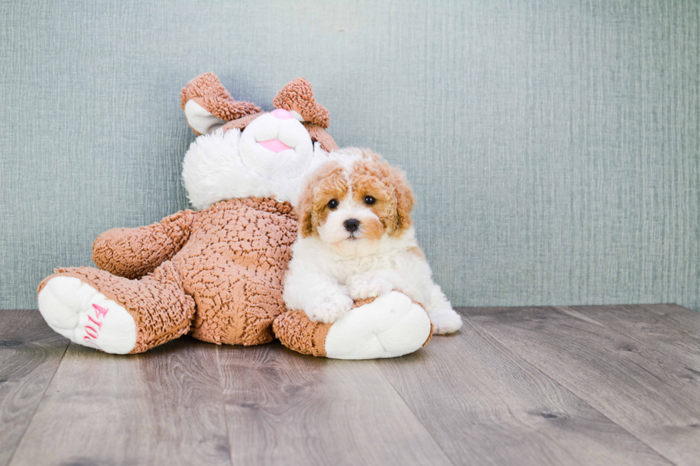 Popular Cavapoo Poodle Mix Pup