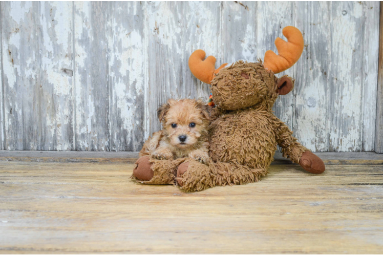 Small Morkie Baby