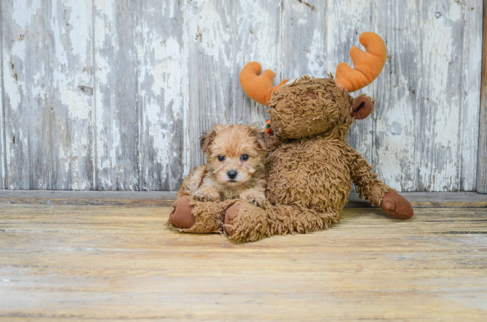 Small Morkie Baby