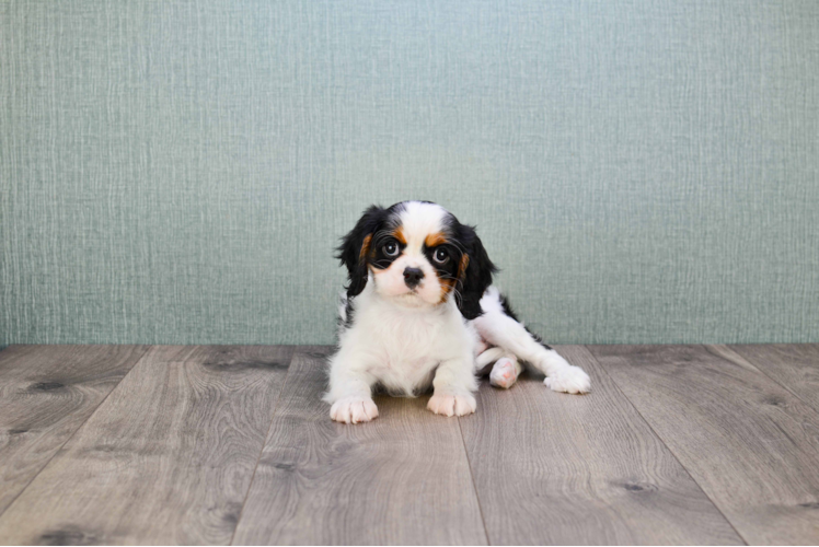 Friendly Cavalier King Charles Spaniel Purebred Pup