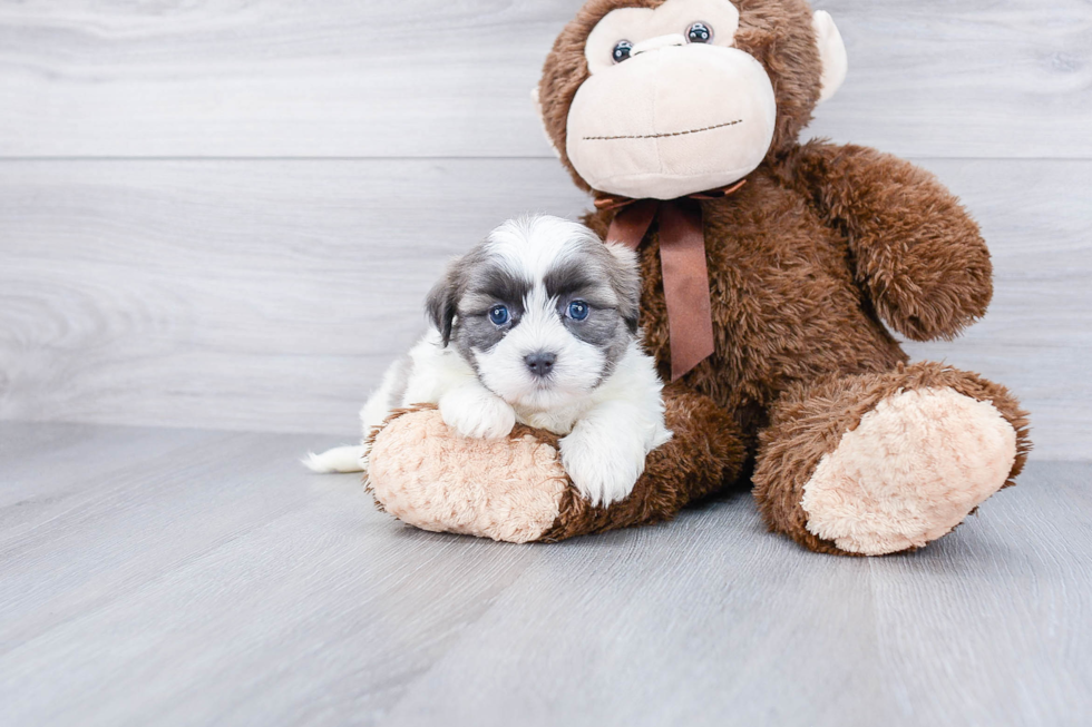 Teddy Bear Pup Being Cute