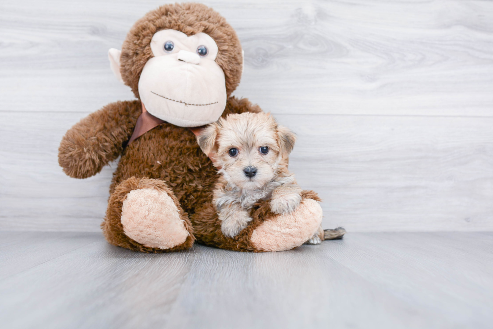 Morkie Pup Being Cute