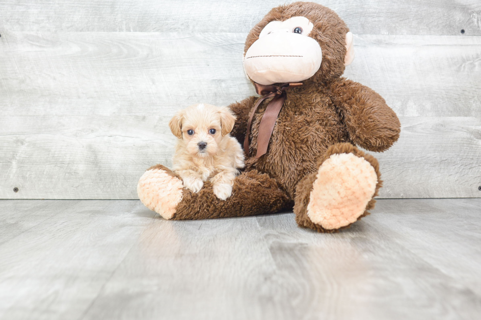 Popular Maltipoo Poodle Mix Pup