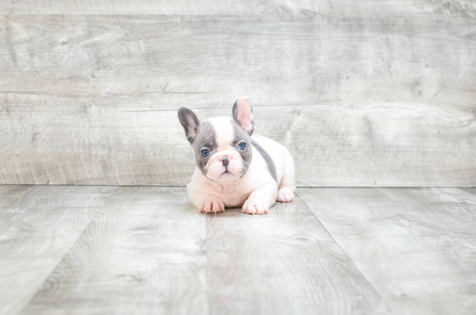 Petite Frenchie Purebred Puppy